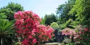 園林綠化施工的詳細(xì)流程步驟